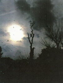 Townscape Tree surgery works 